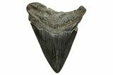 Fossil Megalodon Tooth - South Carolina #370032-1